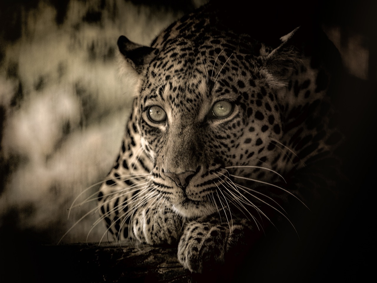 Leopardas,  Afrikoje,  Pavojus,  Predator,  Kačių,  Mėsėdis,  Gyvūnijos,  Pavojinga,  Safari,  Parkas