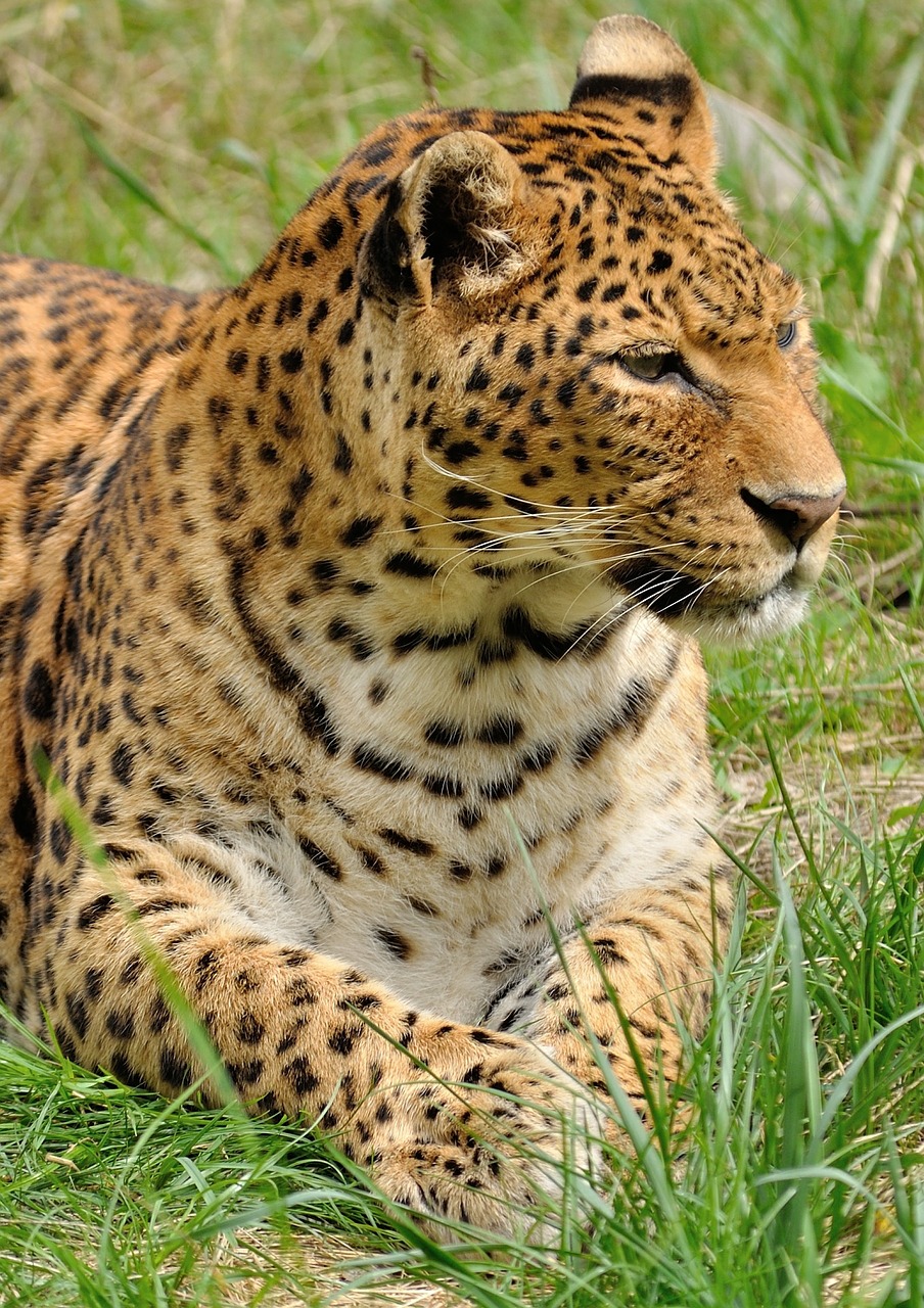Leopardas, Plėšrūnas, Wildcat, Zoologijos Sodas, Gyvūnas, Laukiniai, Gamta, Katė, Laukinė Gamta, Kačių