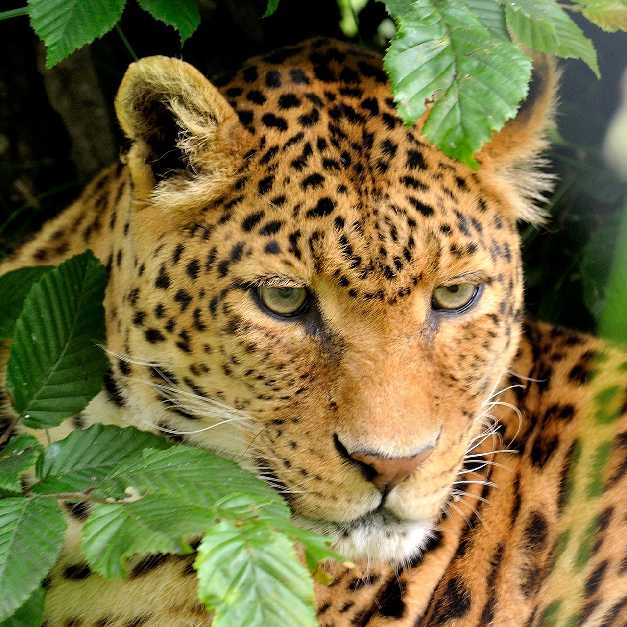 Leopardas, Portretas, Zoologijos Sodas, Gyvūnas, Laukiniai, Katė, Gamta, Plėšrūnas, Didelis, Mėsėdis