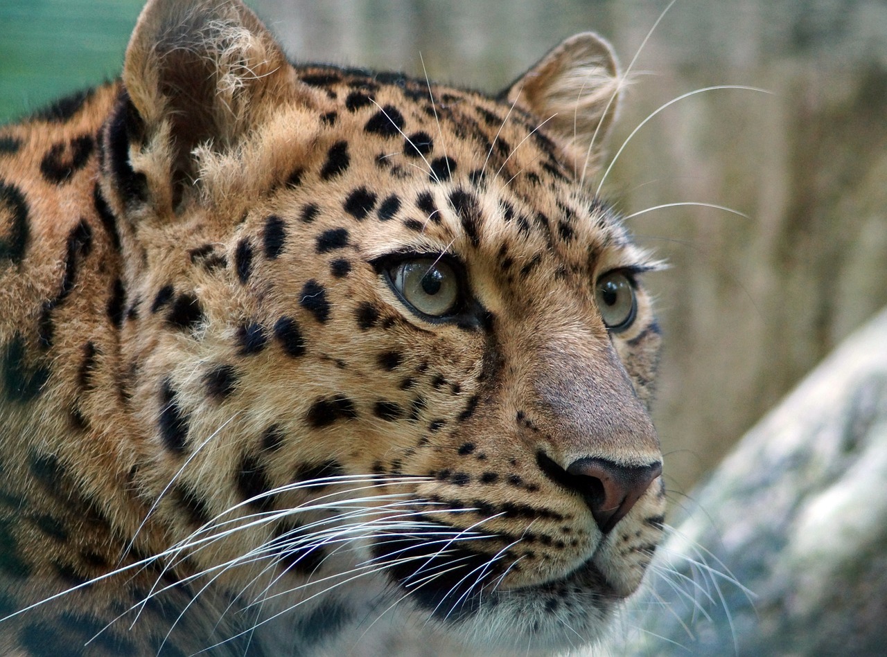 Leopardas, Amur, Katė, Kačių Akys, Wildcat, Didelė Katė, Dėmesio, Primorje, Rusija, Uždaryti