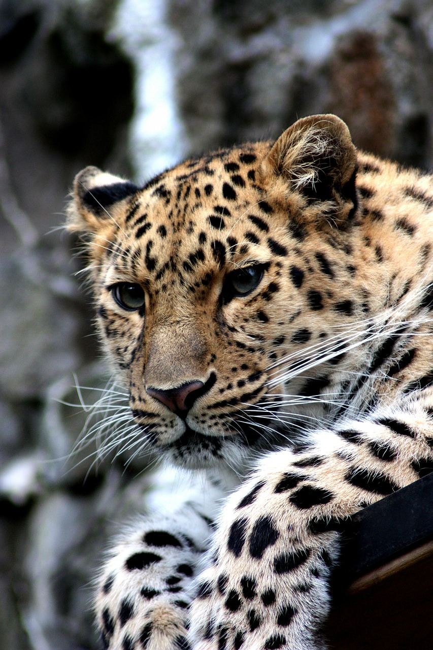 Leopardas, Gyvūnas, Katė, Gepardas, Amur, Zoologijos Sodas, Laukiniai, Plėšrūnas, Gamta, Dėmės