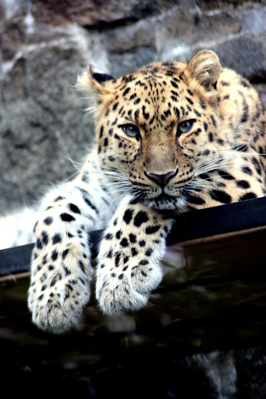 Leopardas, Laukinė Gamta, Medžiotojas, Plėšrūnas, Katė, Laukiniai, Didelis, Dėmės, Kailis, Galva