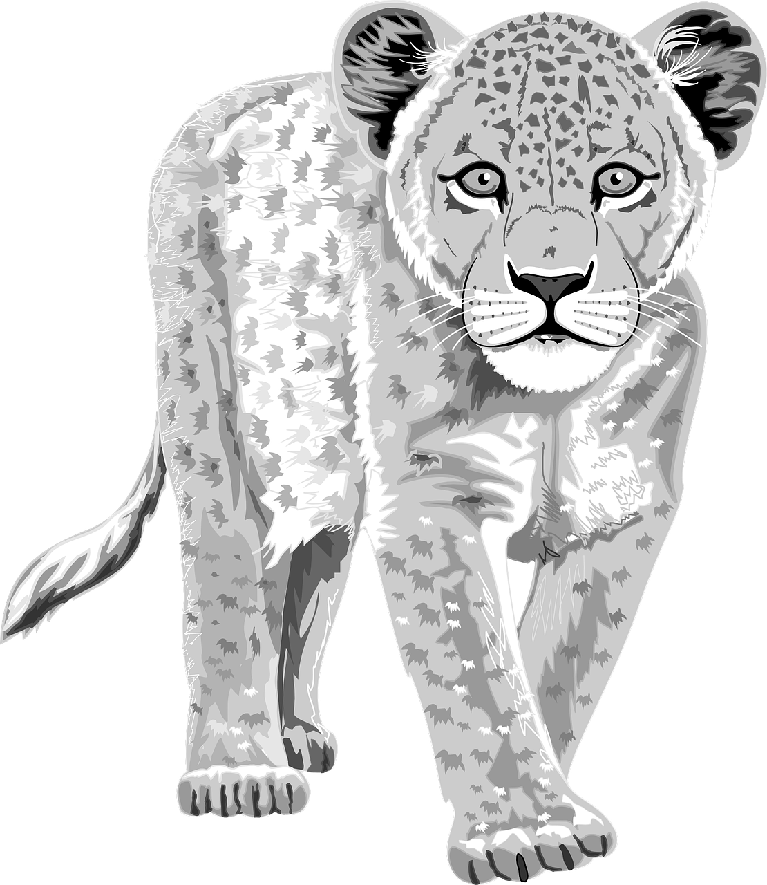 Leopardas, Balta, Gyvūnas, Žinduolis, Dėmės, Laukinė Gamta, Plėšrūnas, Mėsėdis, Panther, Kačių
