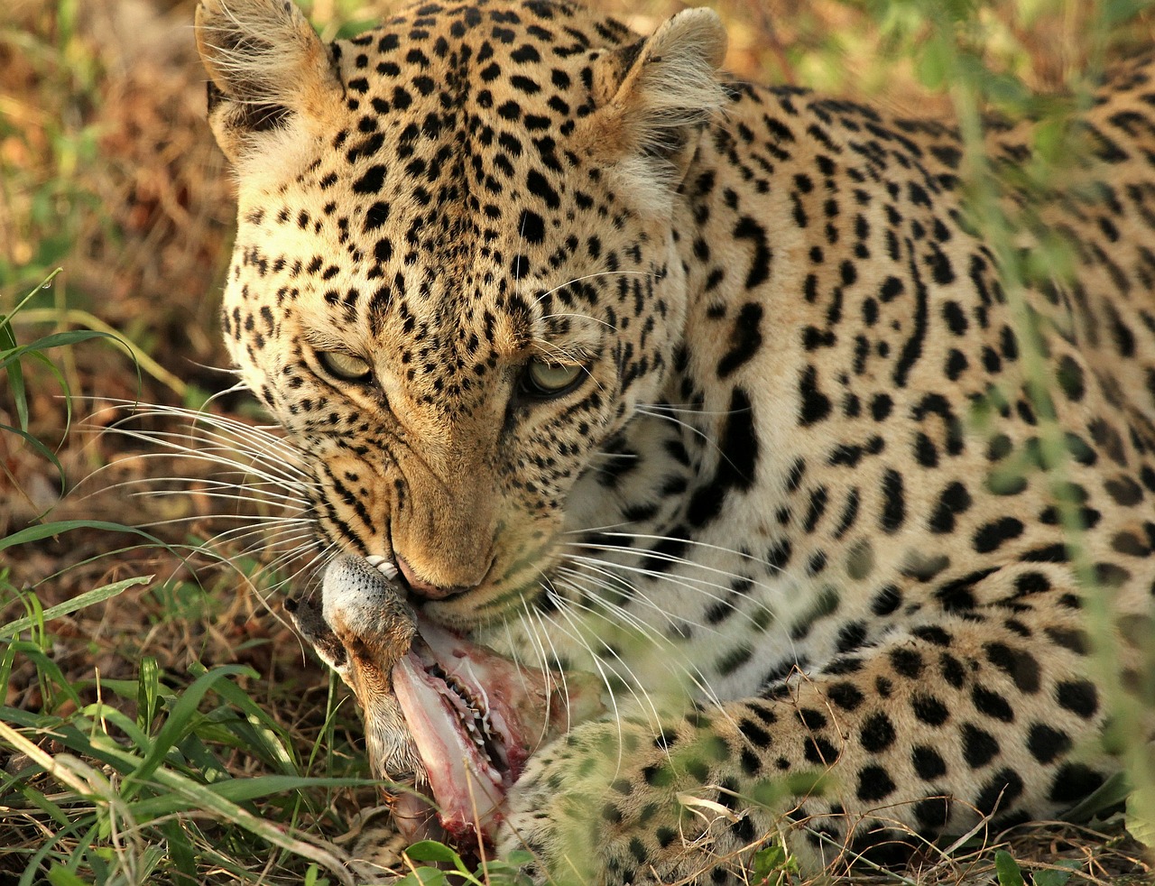 Leopardas, Mėsėdis, Nužudyti, Raptoras, Laukinė Gamta, Plėšrūnas, Afrika, Katė, Safari, Medžiotojas