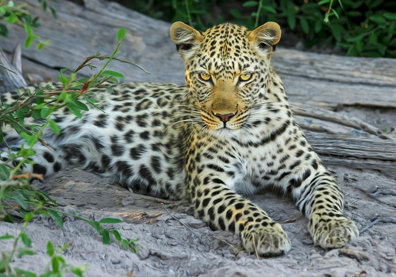 Leopardas, Katė, Didelė Katė, Wildcat, Botsvana, Afrika, Safari, Okavango Delta, Nacionalinis Parkas, Dykuma