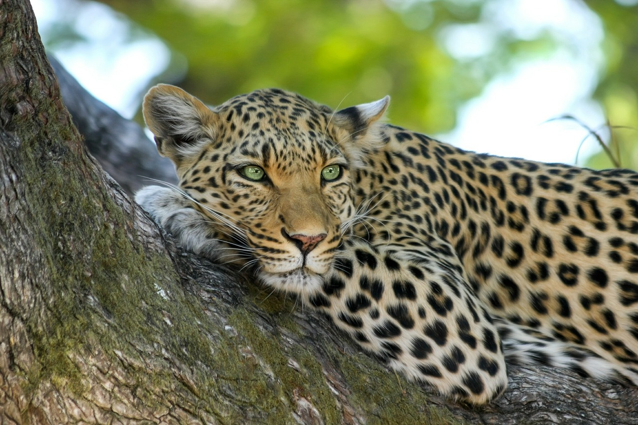 Leopardas, Wildcat, Didelė Katė, Botsvana, Afrika, Safari, Okavango Delta, Nacionalinis Parkas, Katė, Dykuma