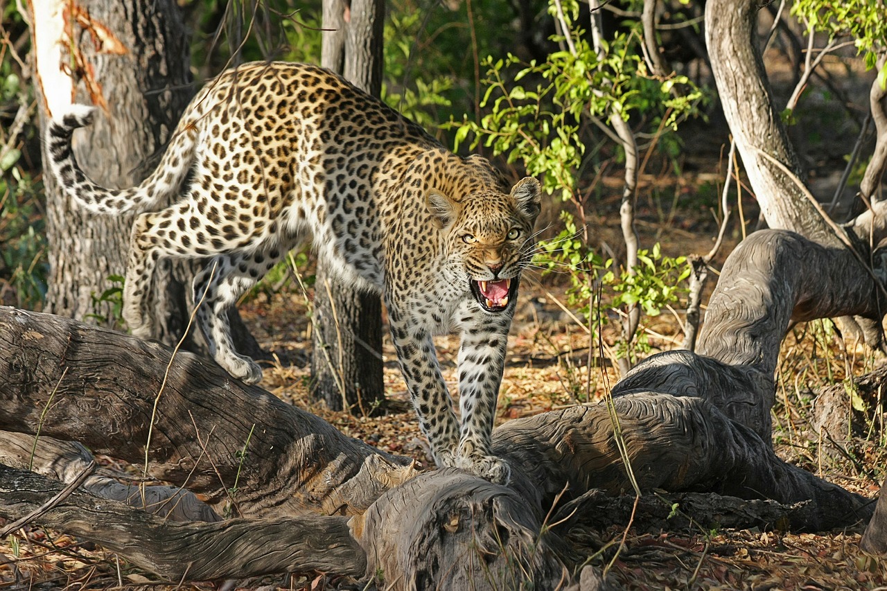 Leopardas, Wildcat, Didelė Katė, Botsvana, Afrika, Safari, Okavango Delta, Nacionalinis Parkas, Katė, Dykuma