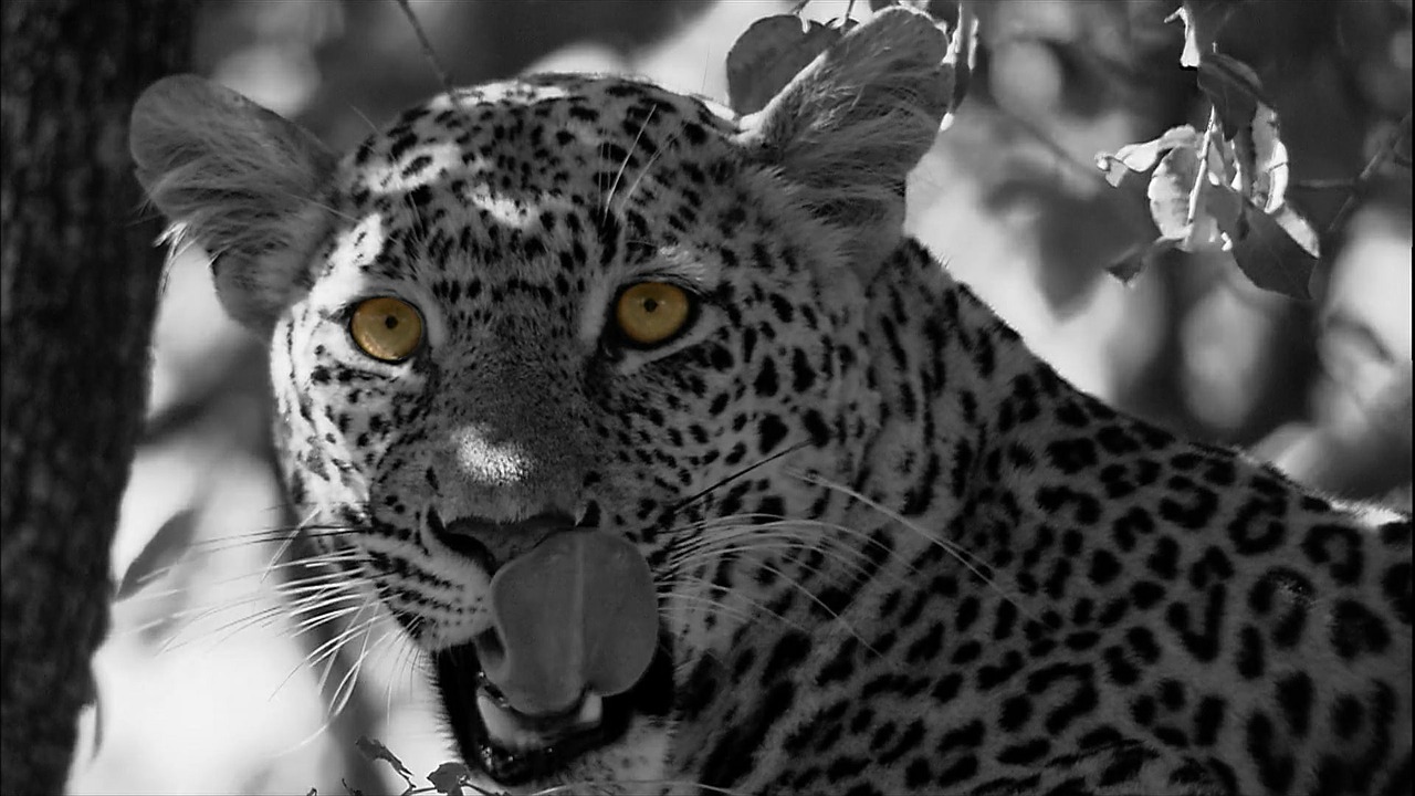 Leopardas, Katė, Panthera Pardus, Plėšrūnai, Wildcat, Zoologijos Sodas, Didelė Katė, Gyvūnai, Pavojingas, Padaras