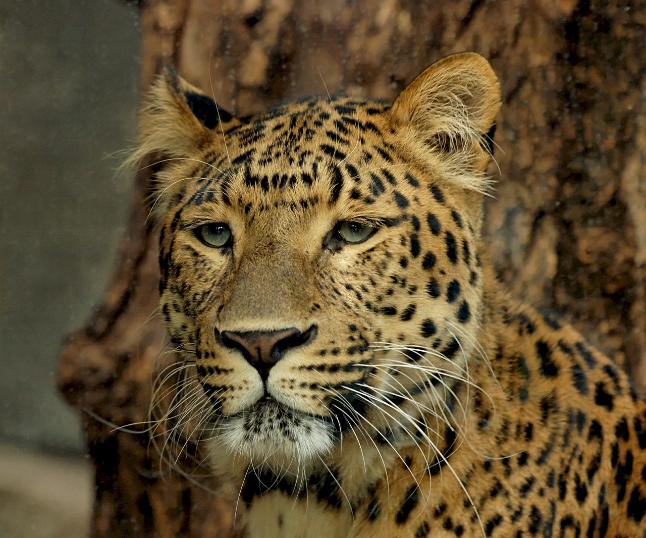 Leopardas, Plėšrūnas, Kačių, Didelė Katė, Mėsėdis, Dėmės, Nemokamos Nuotraukos,  Nemokama Licenzija