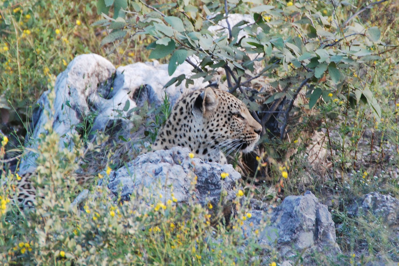 Leopardas, Rūpestis, Gyvūnas, Afrika, Namibija, Etosha, Safari, Nemokamos Nuotraukos,  Nemokama Licenzija