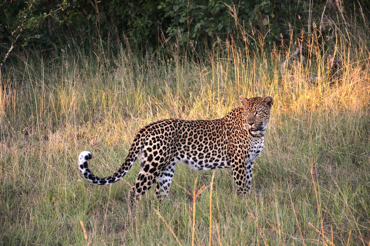 Leopardas, Wildcat, Katė, Safari, Pietų Afrika, Nemokamos Nuotraukos,  Nemokama Licenzija