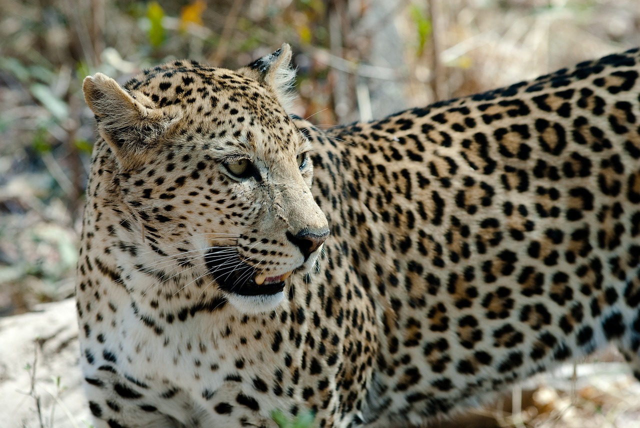 Leopardas, Katė, Savuti, Botsvana, Nemokamos Nuotraukos,  Nemokama Licenzija