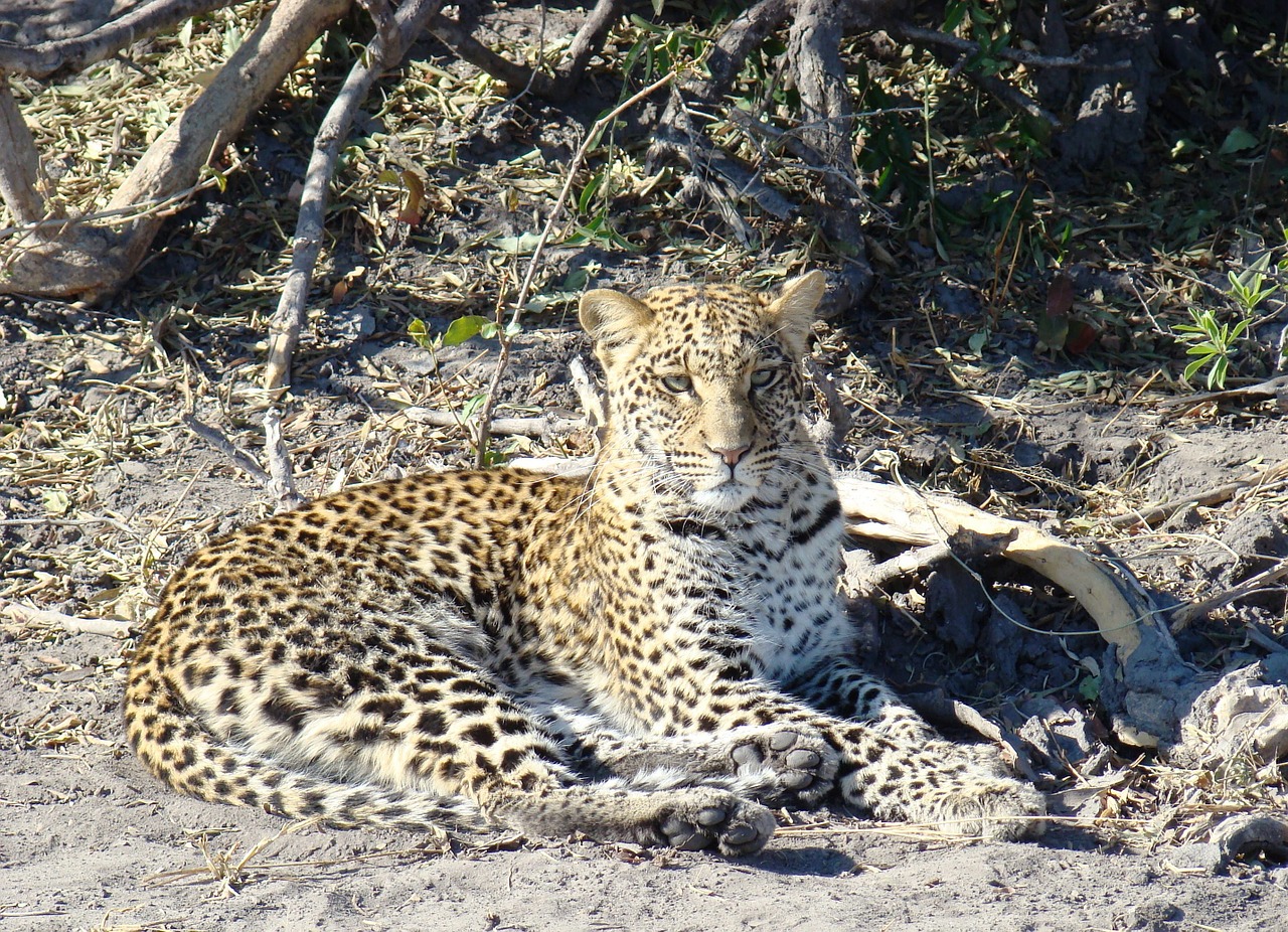 Leopardas, Safari, Katė, Botsvana, Afrika, Laukinė Gamta, Gamta, Didelė Katė, Pastebėtas, Dėmės