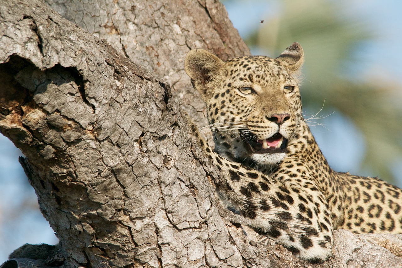 Leopardas, Medis, Laukinė Gamta, Gyvūnas, Katė, Afrika, Gamta, Safari, Plėšrūnas, Žinduolis