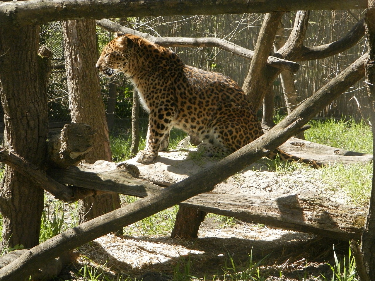 Leopardas, Gyvūnas, Kačių, Didelė Katė, Nemokamos Nuotraukos,  Nemokama Licenzija