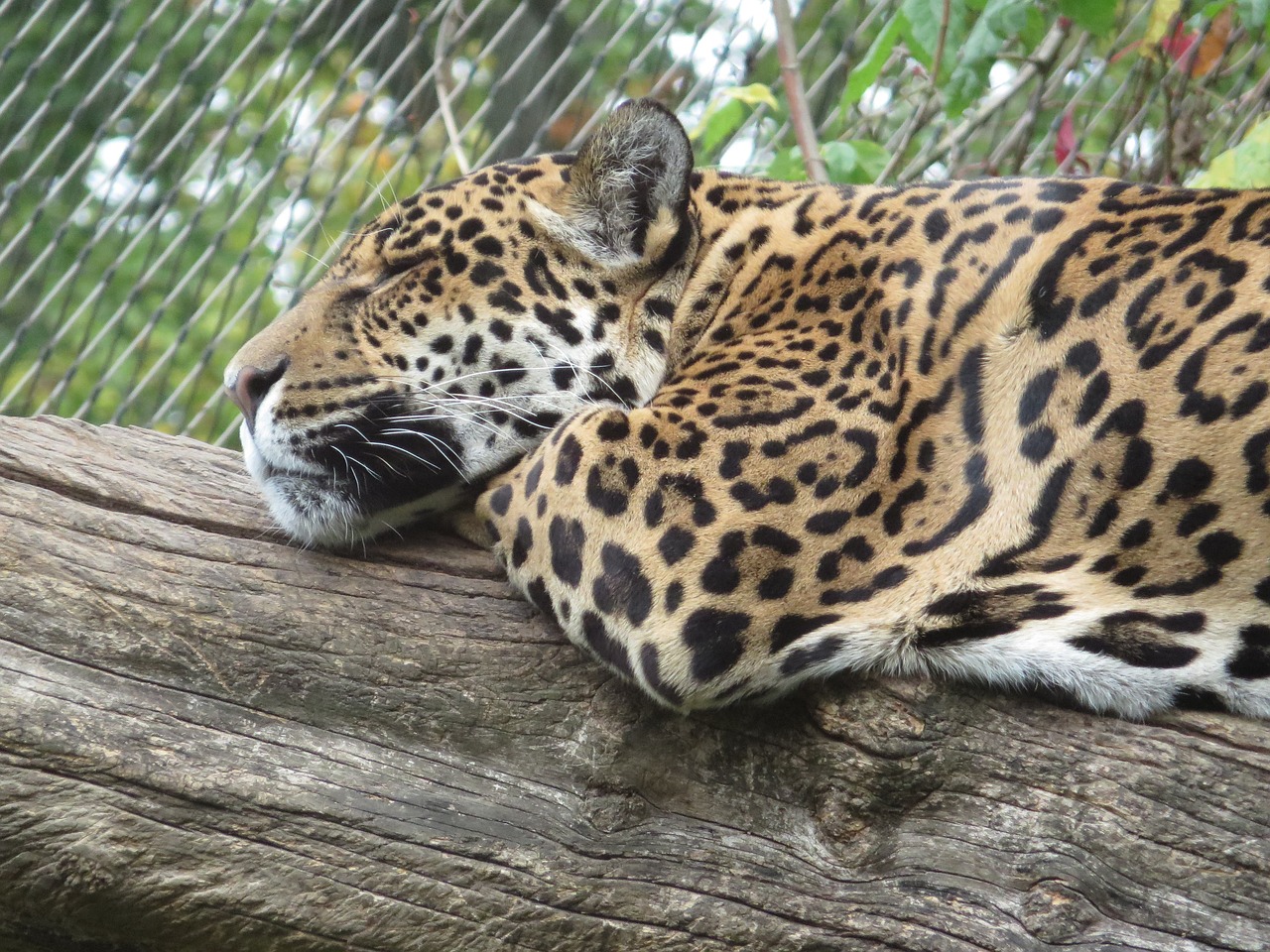 Leopardas,  Wildcat,  Didelė Katė,  Botsvana,  Afrika,  Safari,  Nacionalinis Parkas,  Katė,  Dykuma,  Gamta