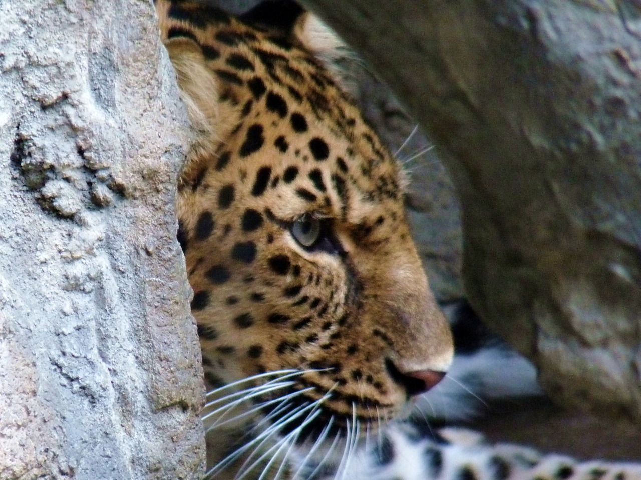 Leopardas, Zoologijos Sodas, Gyvūnas, Laukinė Gamta, Gamta, Katė, Kailis, Tekstūra, Džiunglės, Oda