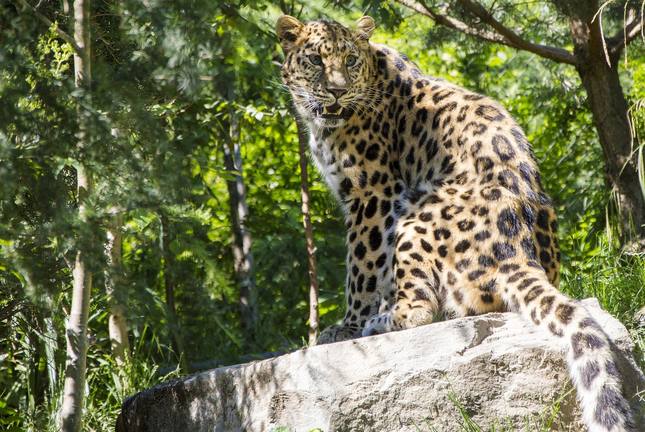 Leopardas,  Katė,  Zoologijos Sodas,  Žinduolis,  Akmuo, Nemokamos Nuotraukos,  Nemokama Licenzija