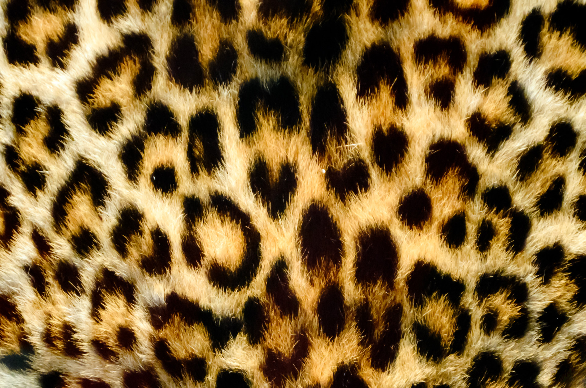 Leopardas,  Fonas,  Tapetai,  Realus,  Oda,  Modelis,  Oranžinė,  Juoda,  Dėmė,  Erdvė