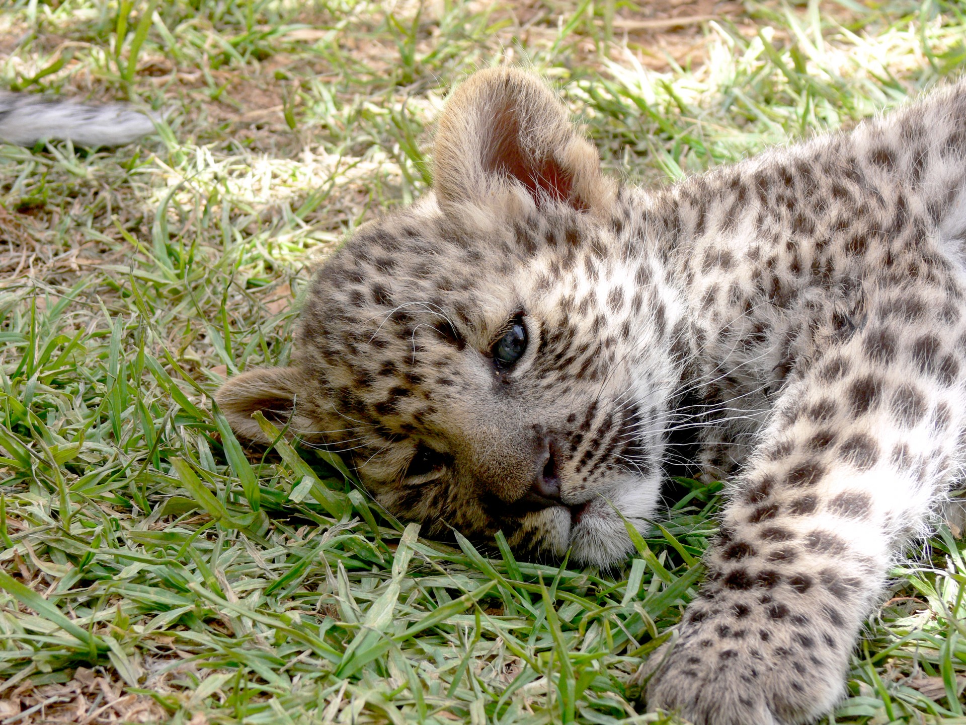 Leopardas,  Cub,  Dėmės,  Laukiniai,  Laukinė Gamta,  Didelis & Nbsp,  Katinas,  Melas,  Mieguistas,  Atsipalaidavęs