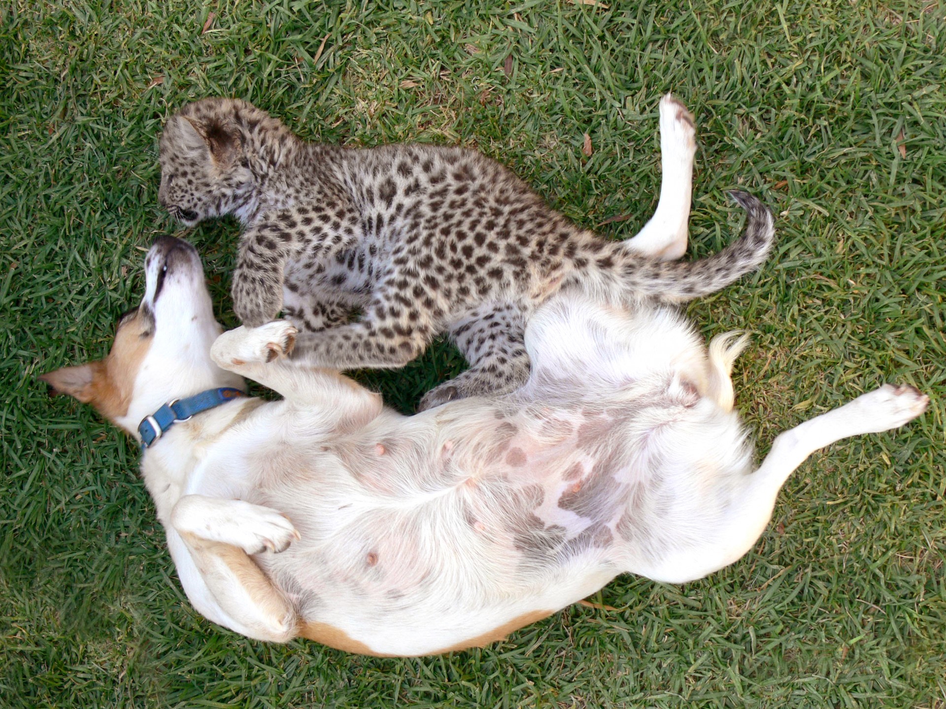Leopardas,  Cub,  Žaisti,  Žaisti,  Šuo,  Dėmės,  Atsipalaidavęs,  Juokinga,  Pilvas,  Aukštyn & Nbsp