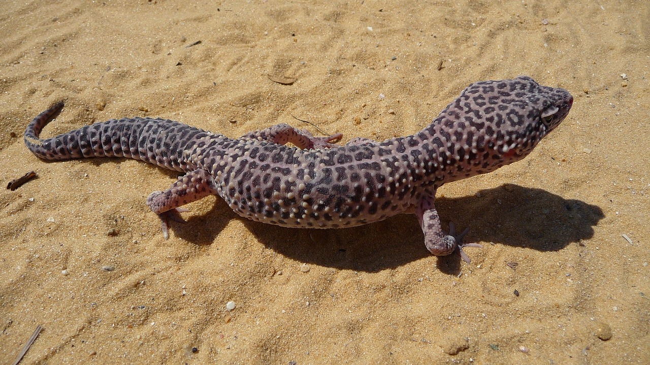 Leopardo Gecko, Driežas, Laukiniai, Ropliai, Smėlis, Žemės Būstas, Lauke, Gamta, Laukinė Gamta, Šaltakraujiškai