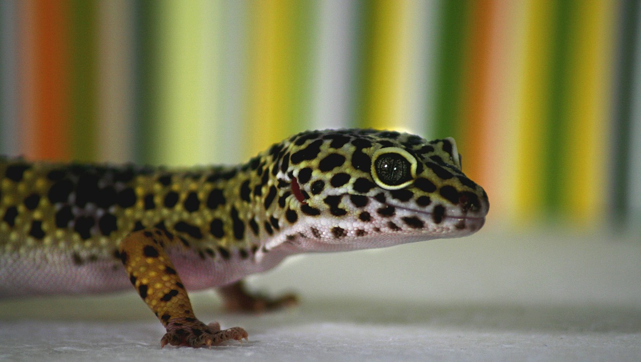 Leopardo Gecko, Gecko, Driežas, Naminis Gyvūnėlis, Ropliai, Gyvūnai, Gamta, Padaras, Terariumas, Nemokamos Nuotraukos