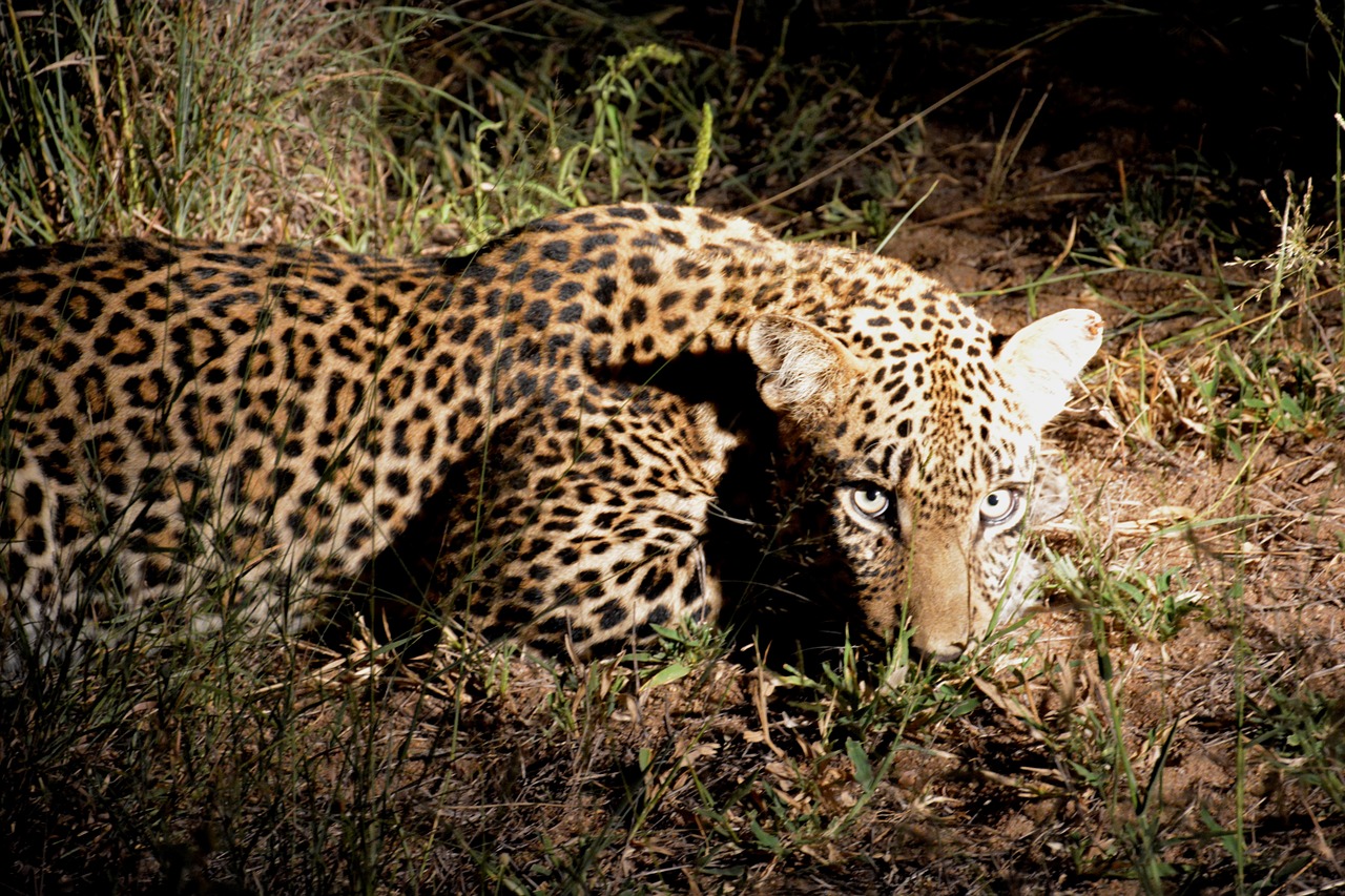 Leopardo Naktis, Afrika, Naktinis Safari, Nemokamos Nuotraukos,  Nemokama Licenzija