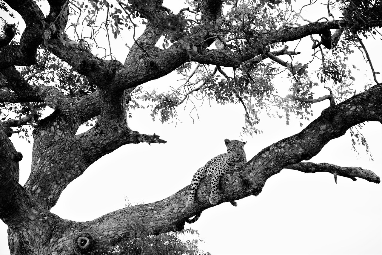 Leopardas Ant Medžio, Juodas Baltas Įrašymas, Dėmesio, Afrika, Nemokamos Nuotraukos,  Nemokama Licenzija