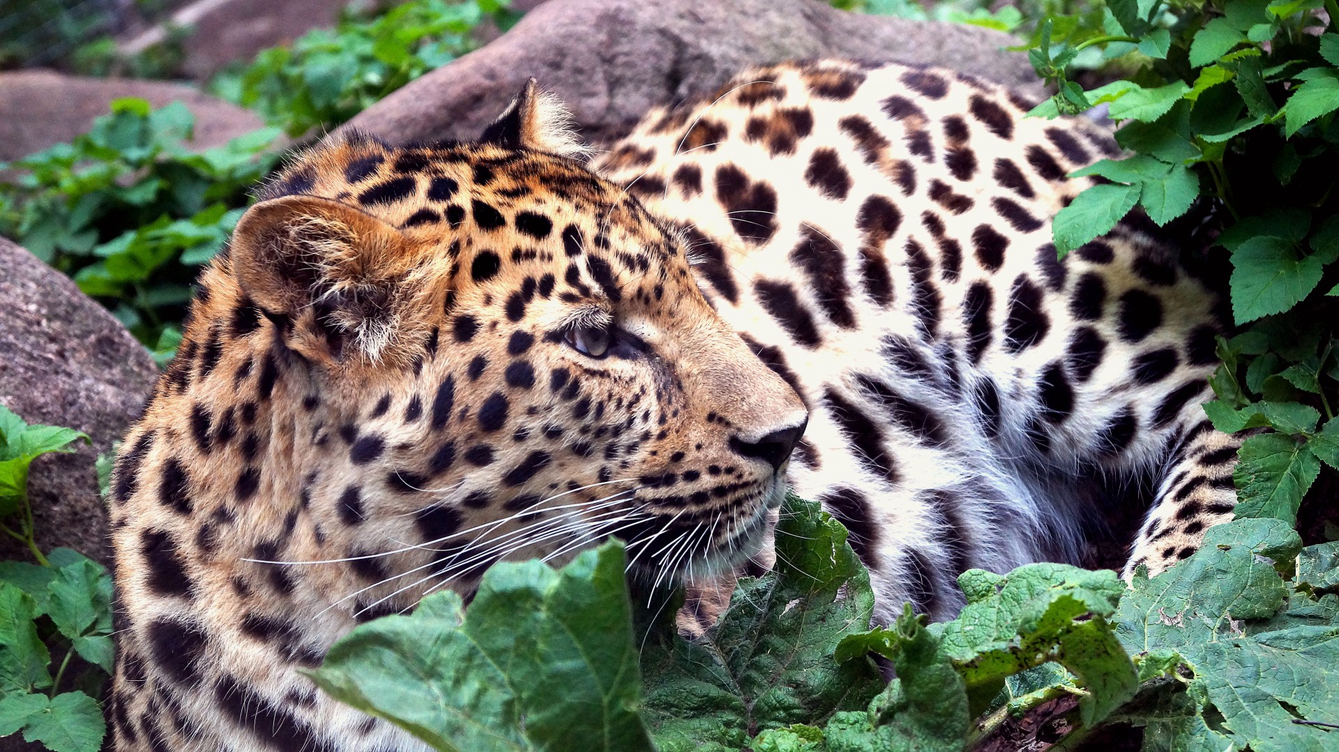 Leopardas,  Gamta,  Nuotrauka,  Leopardo Portretas, Nemokamos Nuotraukos,  Nemokama Licenzija