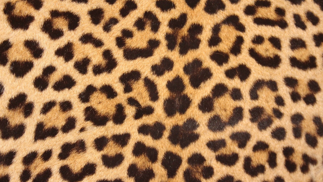 Leopardo Oda, Dėmės, Dizainas, Tekstūra, Spausdinti, Laukinė Gamta, Gamta, Egzotiškas, Kamufliažas, Modelis