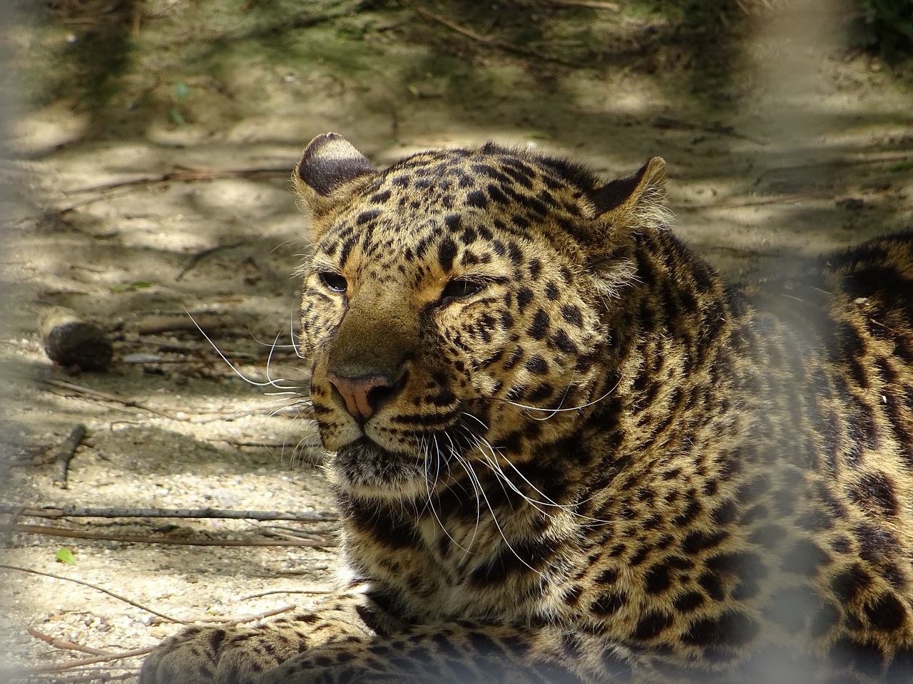 Leopardas Dėmėtojo,  Gyvūnas, Nemokamos Nuotraukos,  Nemokama Licenzija