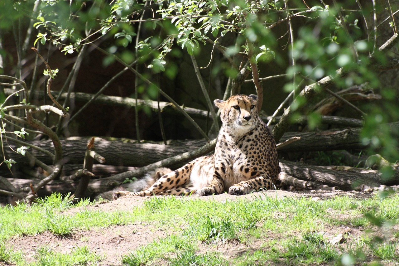 Leopardas, Gyvūnai, Plėšrūnai, Kačių, Nemokamos Nuotraukos,  Nemokama Licenzija