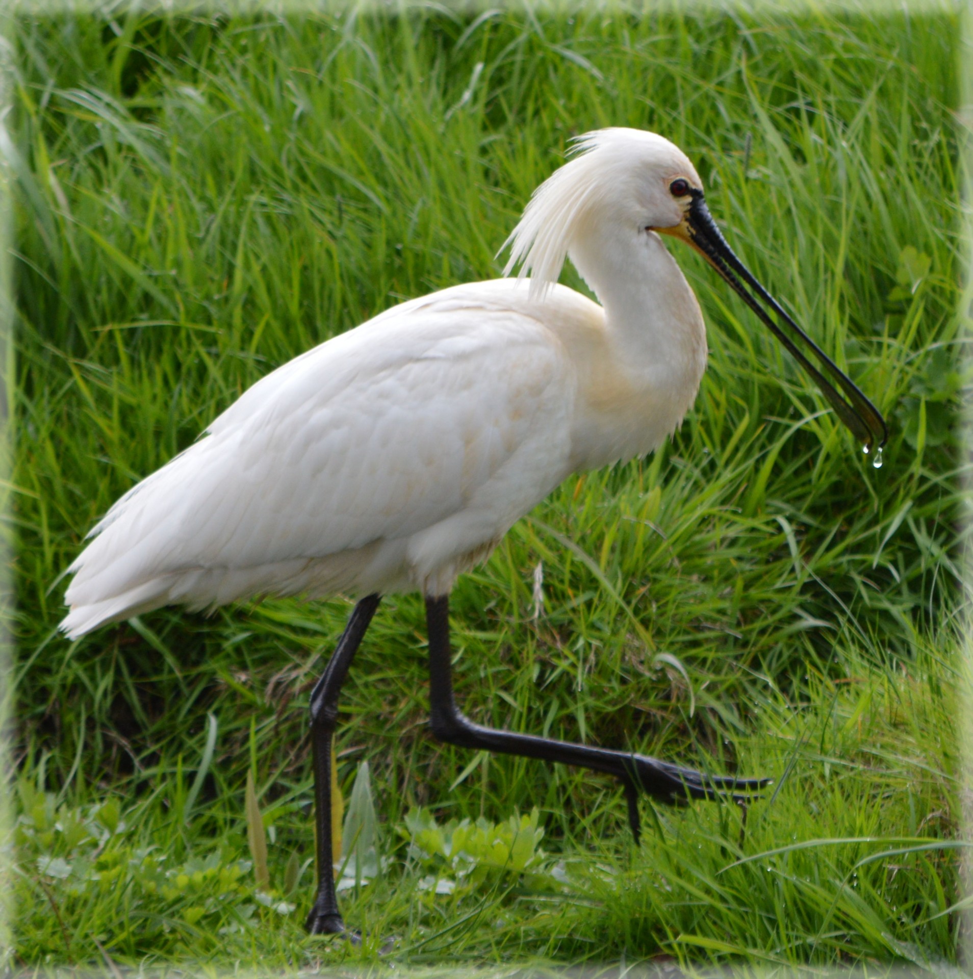 Spoonbill,  Paukštis,  Gamta,  Pavasaris,  Gyvūnas,  Euraus Spoonbill 10, Nemokamos Nuotraukos,  Nemokama Licenzija