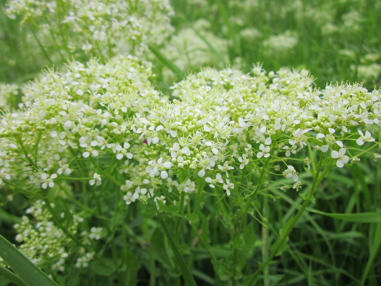 Lepidium Draba,  Whitetop,  Kiauras Kresas,  Wildflower,  Flora,  Augalas,  Botanika,  Rūšis,  Makro,  Žiedynas