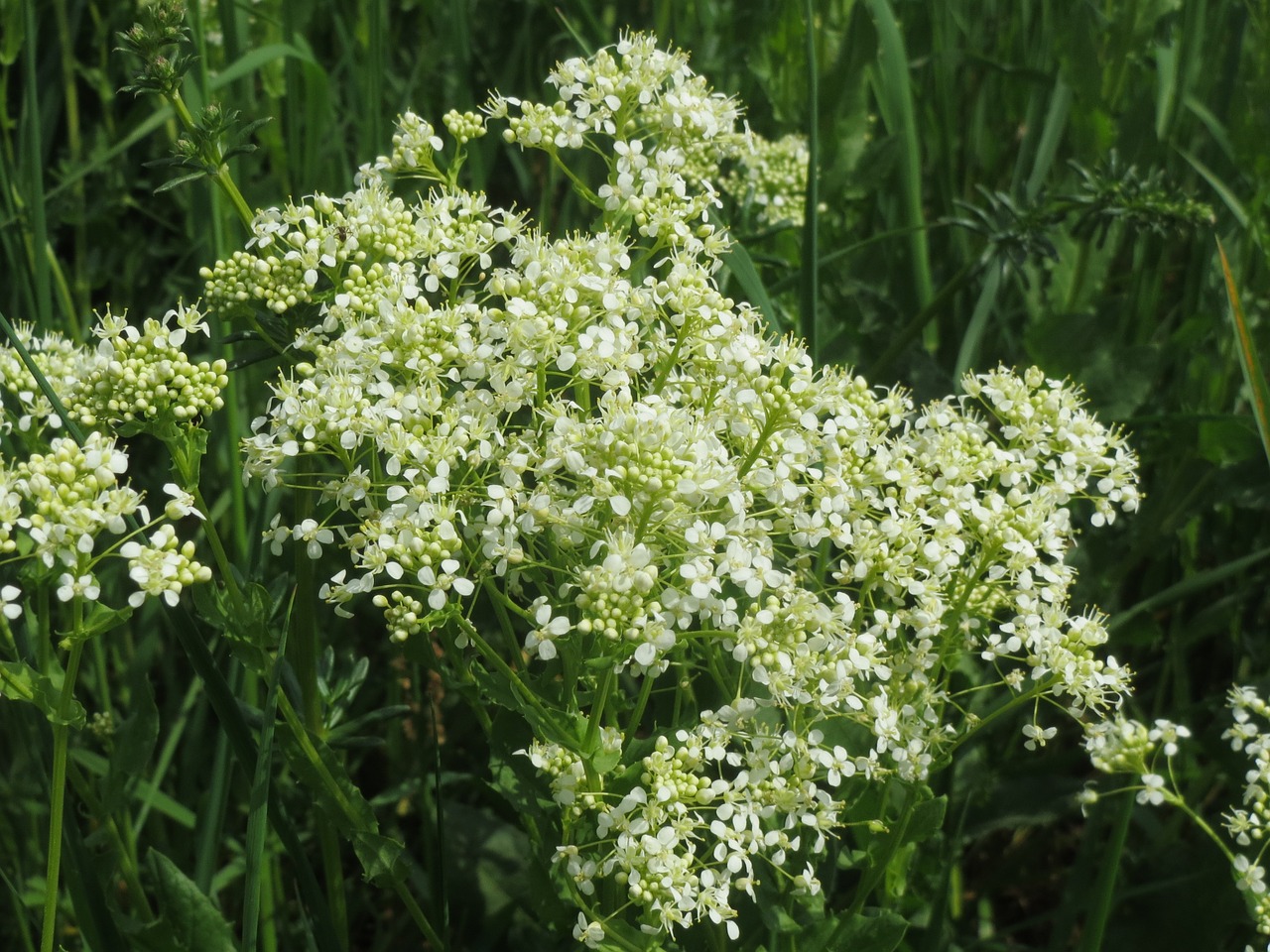 Lepidium Draba, Whitetop, Kiauras Kresas, Wildflower, Flora, Žiedas, Žiedynas, Augalas, Botanika, Nemokamos Nuotraukos