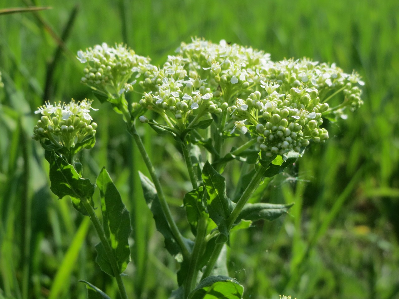 Lepidium Draba, Whitetop, Kiauras Kresas, Wildflower, Flora, Makro, Žiedynas, Augalas, Botanika, Nemokamos Nuotraukos