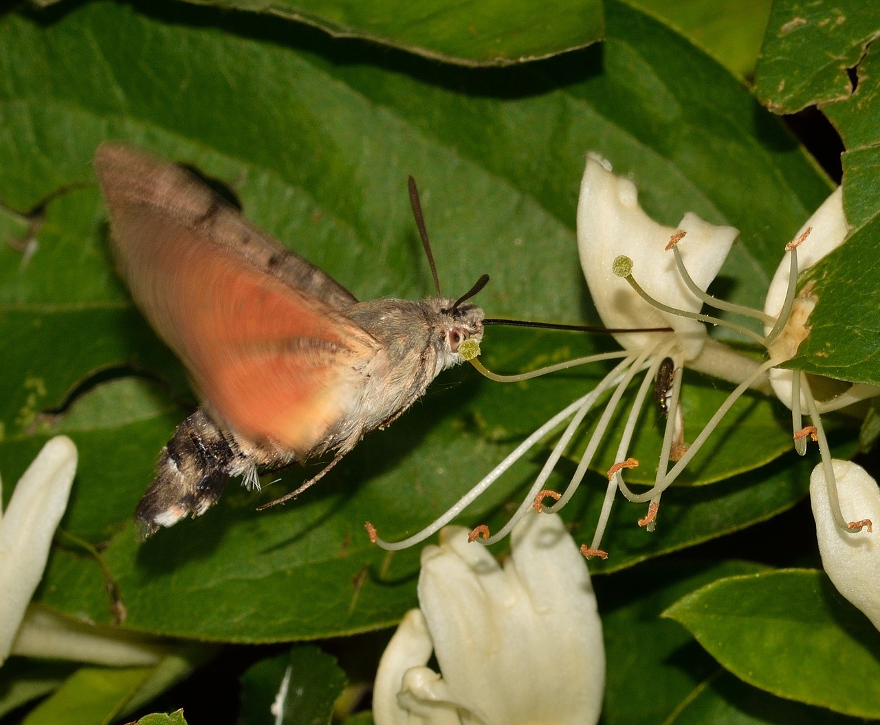 Lepidoptera, Drugeliai, Macroglossum, Stellatarum, Nemokamos Nuotraukos,  Nemokama Licenzija