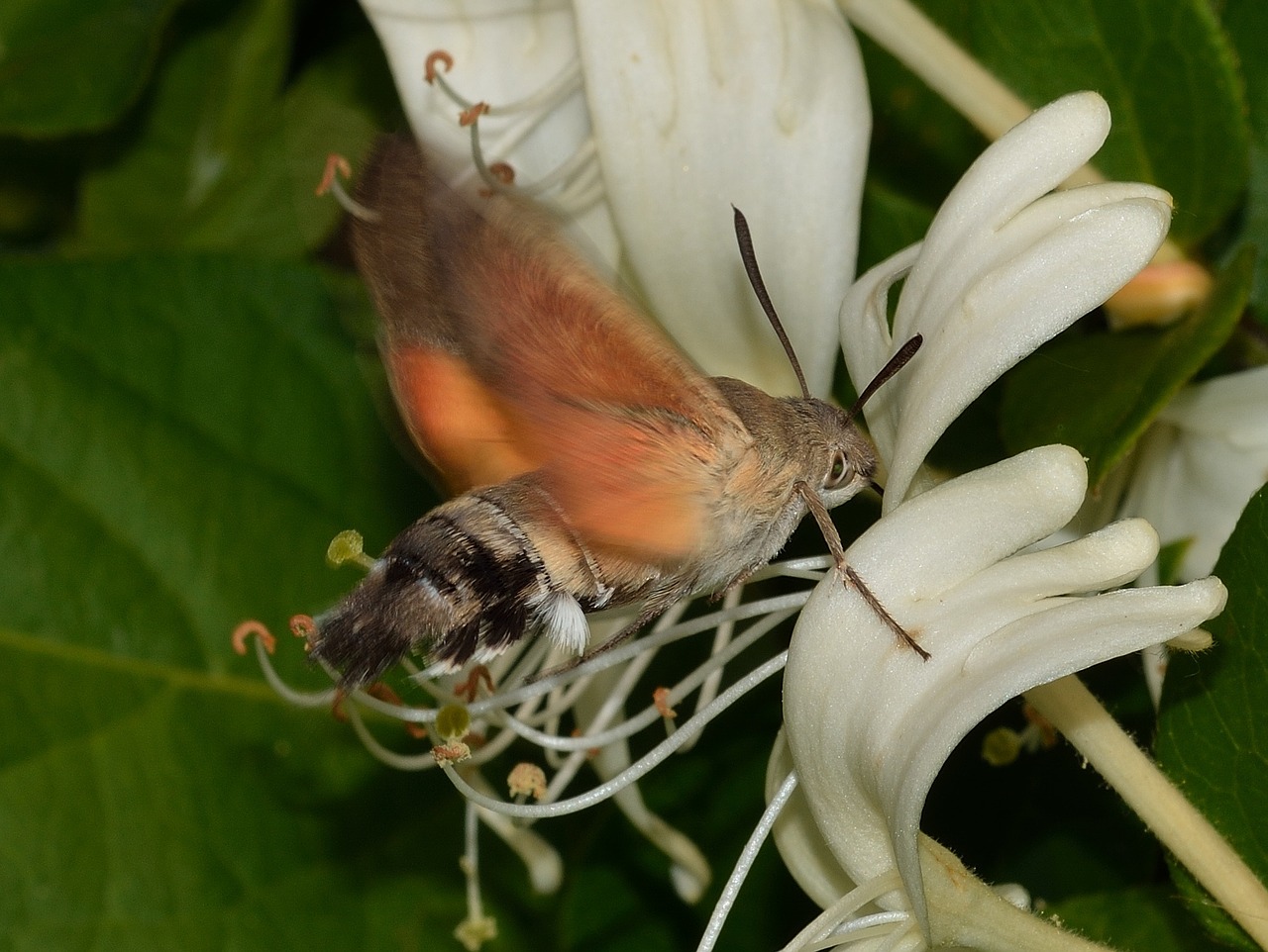 Lepidoptera, Drugeliai, Macroglossum, Stellatarum, Nemokamos Nuotraukos,  Nemokama Licenzija