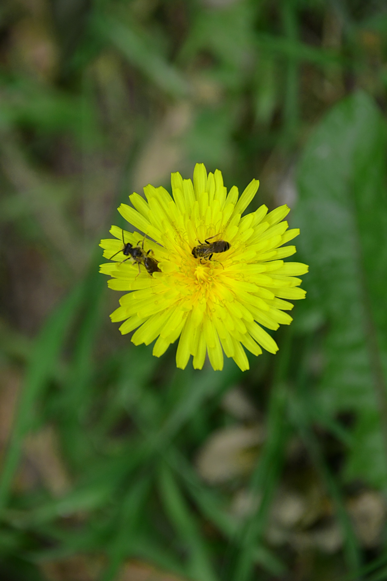 Kiaulpienė,  Gėlė,  Bitės,  Vabzdžiai,  Gamta,  Laukinė Gamta,  Flora,  Bitės, Nemokamos Nuotraukos,  Nemokama Licenzija