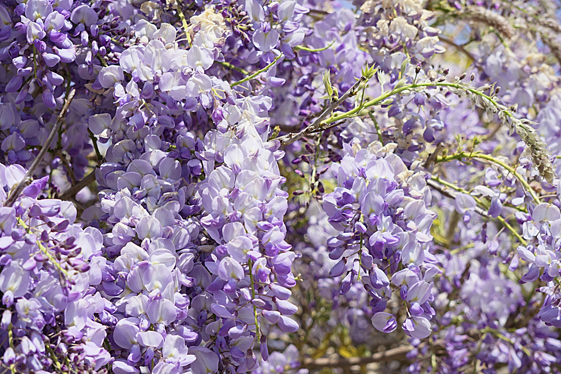 Wisteria,  Gėlės,  Flora,  Žydėti,  Gamta,  Mėlynas,  Botanika,  Violetinė,  Sodas,  Wisteria