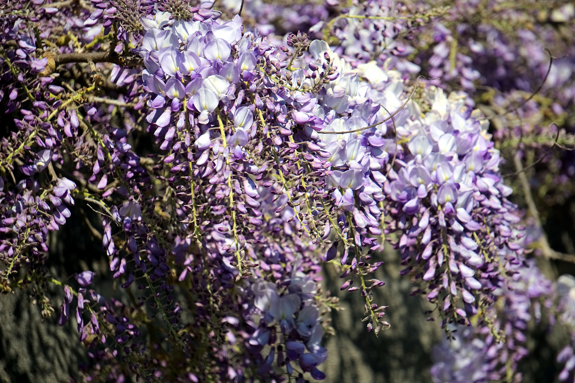 Gėlės,  Wisteria,  Mėlynas,  Mėlynos & Nbsp,  Gėlės,  Flora,  Creepers,  Pavasaris,  Botanika,  Žydi