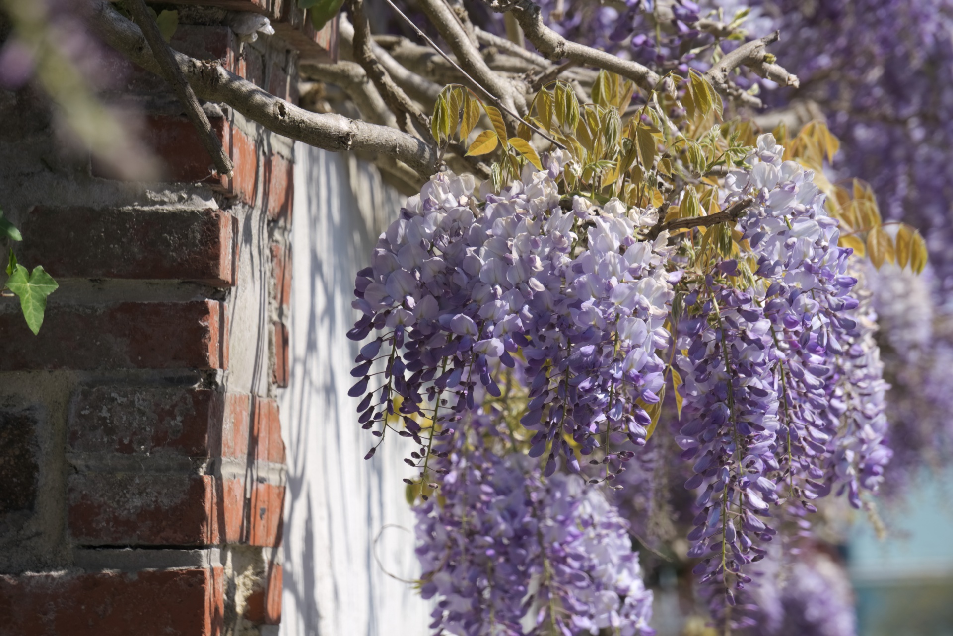 Wisteria,  Flora,  Žydi,  Botanika,  Violetinė,  Mėlynas,  Augalai,  Creepers,  Pavasaris,  Wisteria