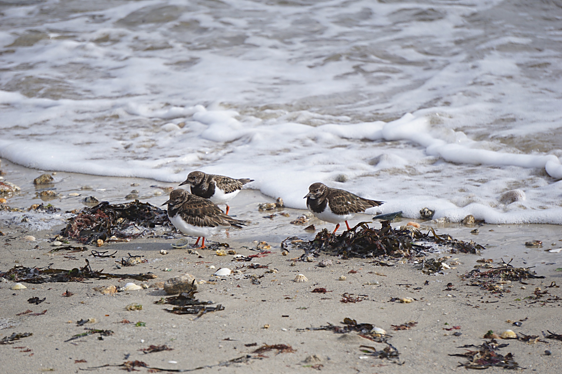 Paukščiai,  Plovers,  Laukinė Gamta,  Gyvūnas,  Gyvūnai,  Jūra,  Papludimys,  Jūra & Nbsp,  Paukščiai,  Gamta