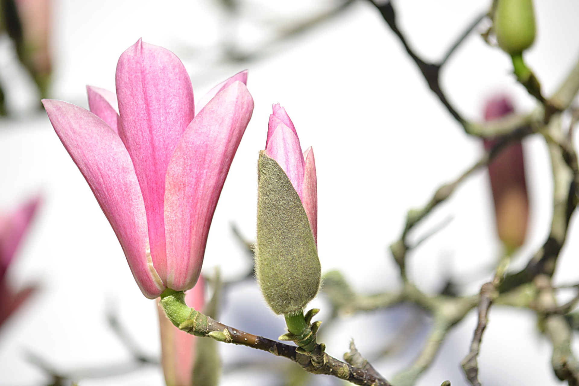 Magnolijos,  Gėlės,  Medžiai,  Flora,  Žydėjimas,  Pavasaris,  Botanika,  Magnolijos, Nemokamos Nuotraukos,  Nemokama Licenzija