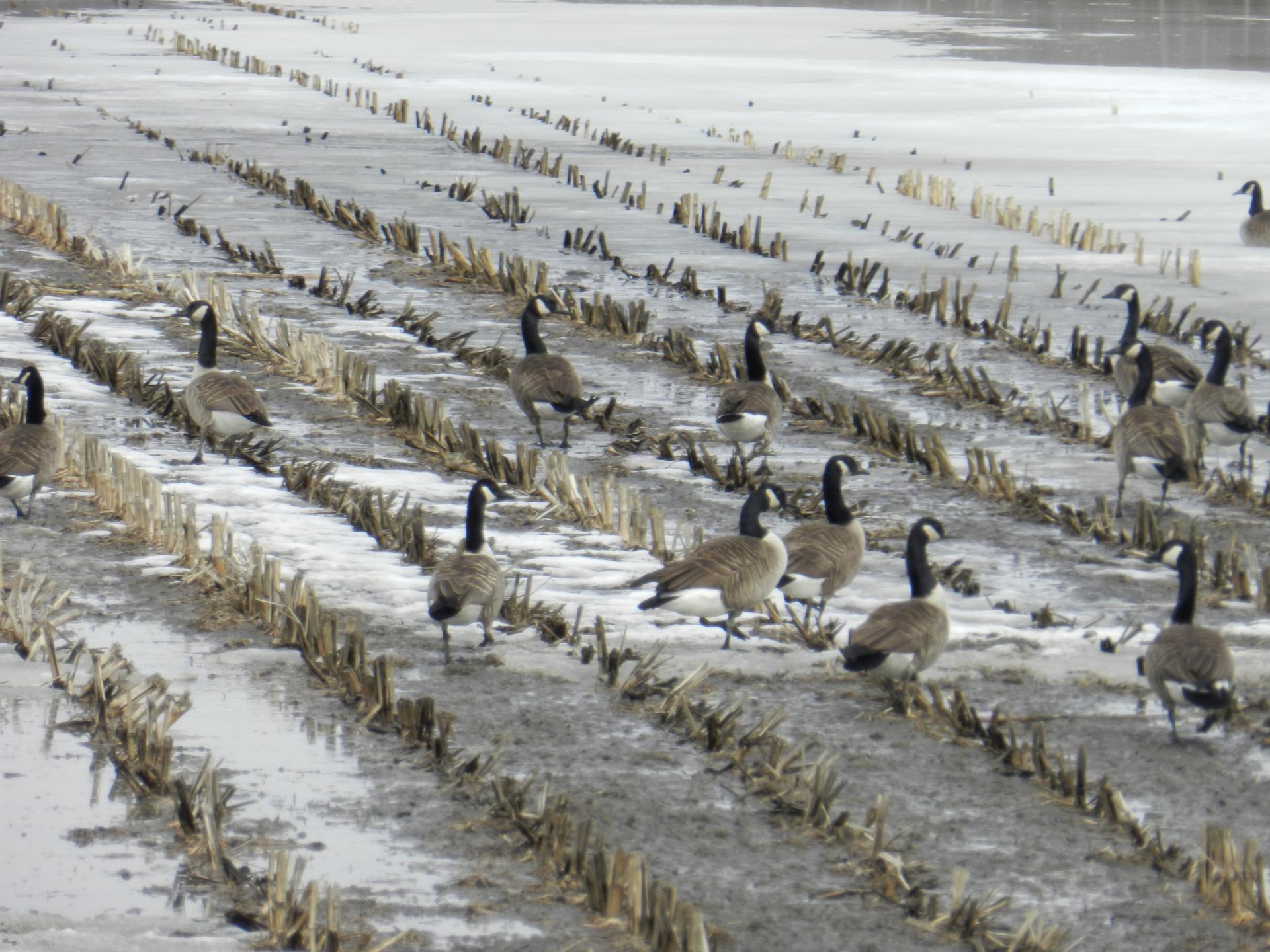 Bustards,  Žąsys,  Laukas,  Pavasaris,  Žąsys Atgal # 2, Nemokamos Nuotraukos,  Nemokama Licenzija