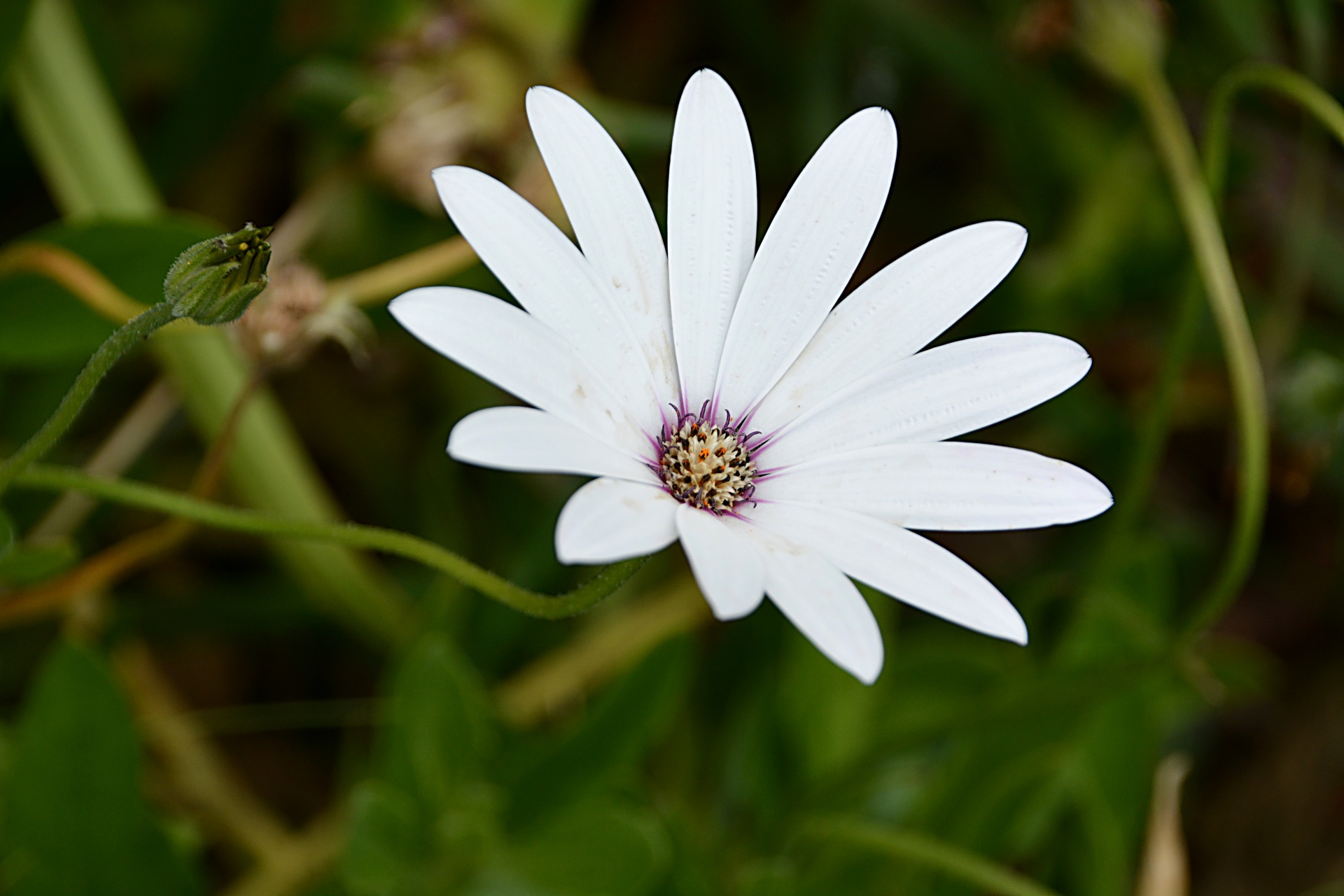 Gėlė,  Daisy,  Flora,  Gamta,  Žydėti,  Botanikos,  Sodas,  Žiedlapiai, Nemokamos Nuotraukos,  Nemokama Licenzija