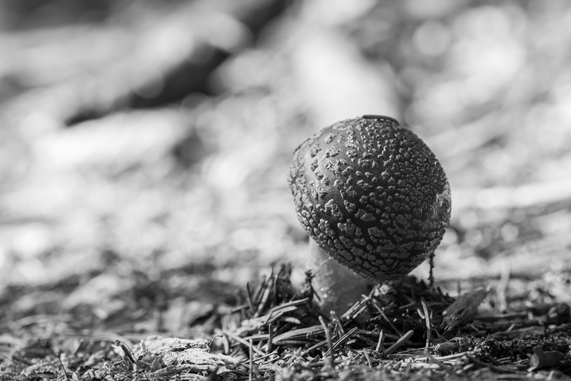 Grybai,  Miškas,  Gamta,  Kvapas,  Maistas,  Nevalgomas,  Bokeh,  Juoda & Nbsp,  Balta,  Neršti