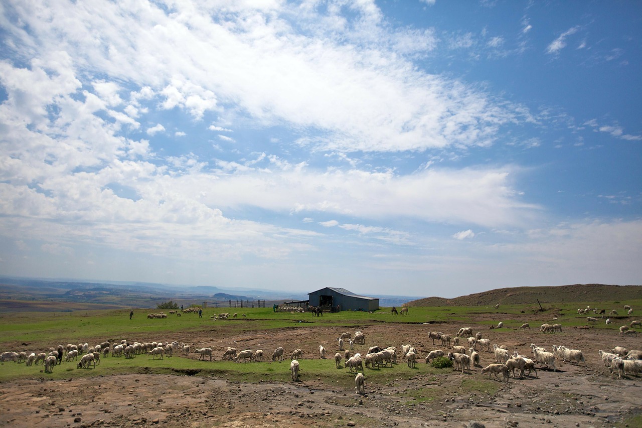 Lesotho, Afrika, Kraštovaizdis, Dangus, Debesys, Vaizdingas, Vista, Avys, Tvartas, Ūkis