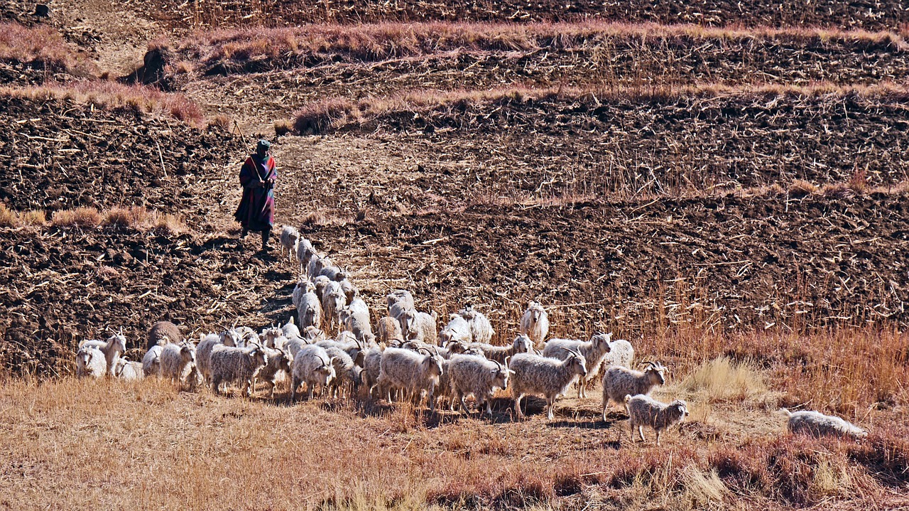 Lesotho, Ožkos, Žemdirbystė, Laukai, Valdymas, Nemokamos Nuotraukos,  Nemokama Licenzija